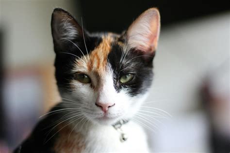 how long do calico cats live